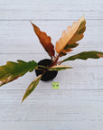 Philodendron serratum Caramel Marble
