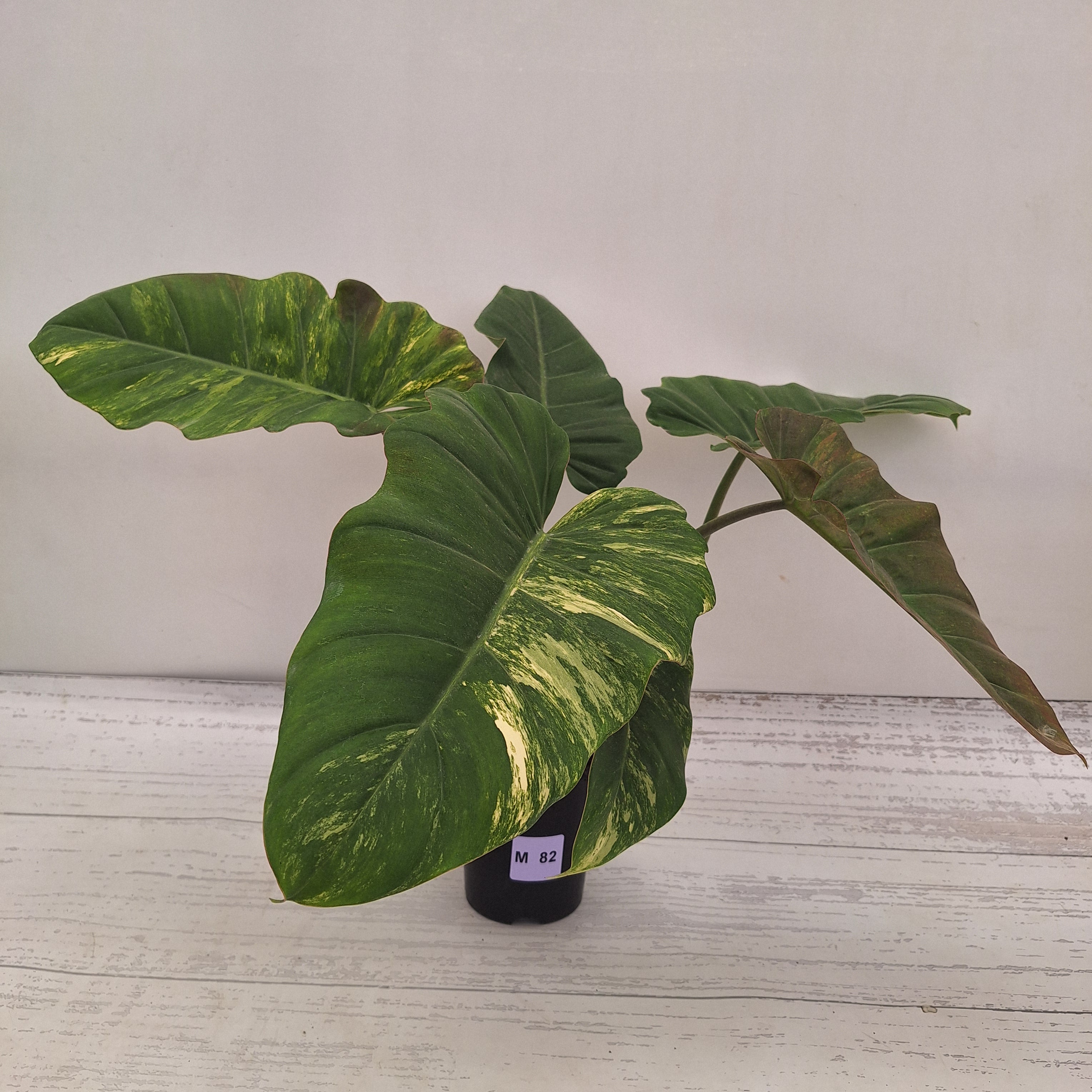 Philodendron pinnatifidum 'Jungle Fever Egg Yolk"