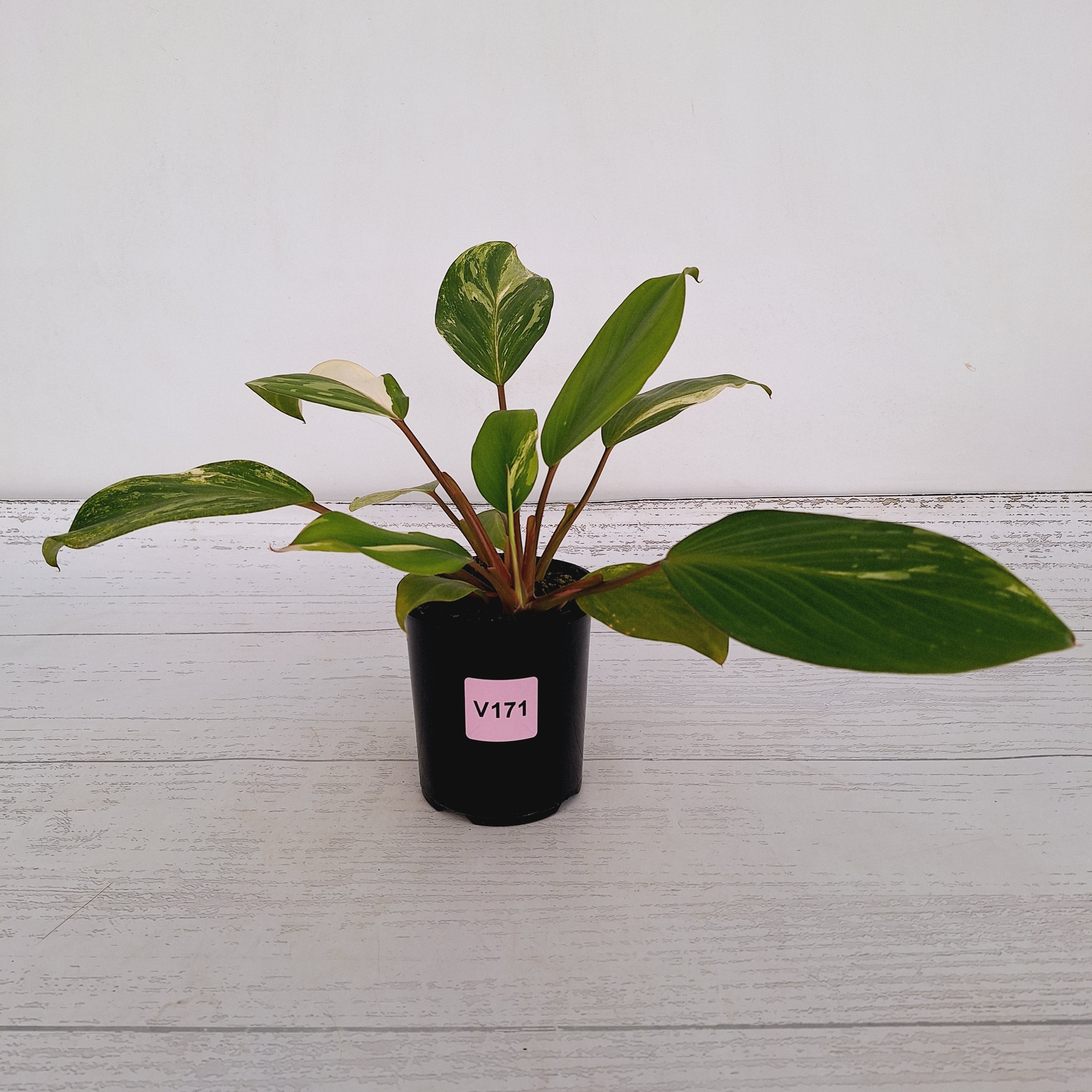 Homalomena Tropical Green Variegata -sale