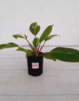 Homalomena Tropical Green Variegata -sale