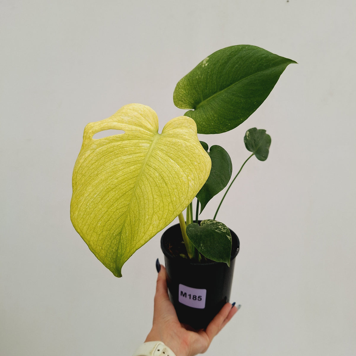 Monstera Deliciosa 'Mint' - SALE
