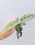 Schismatoglottis ‘Silver indukan’ Bare Bottom Baby - SALE