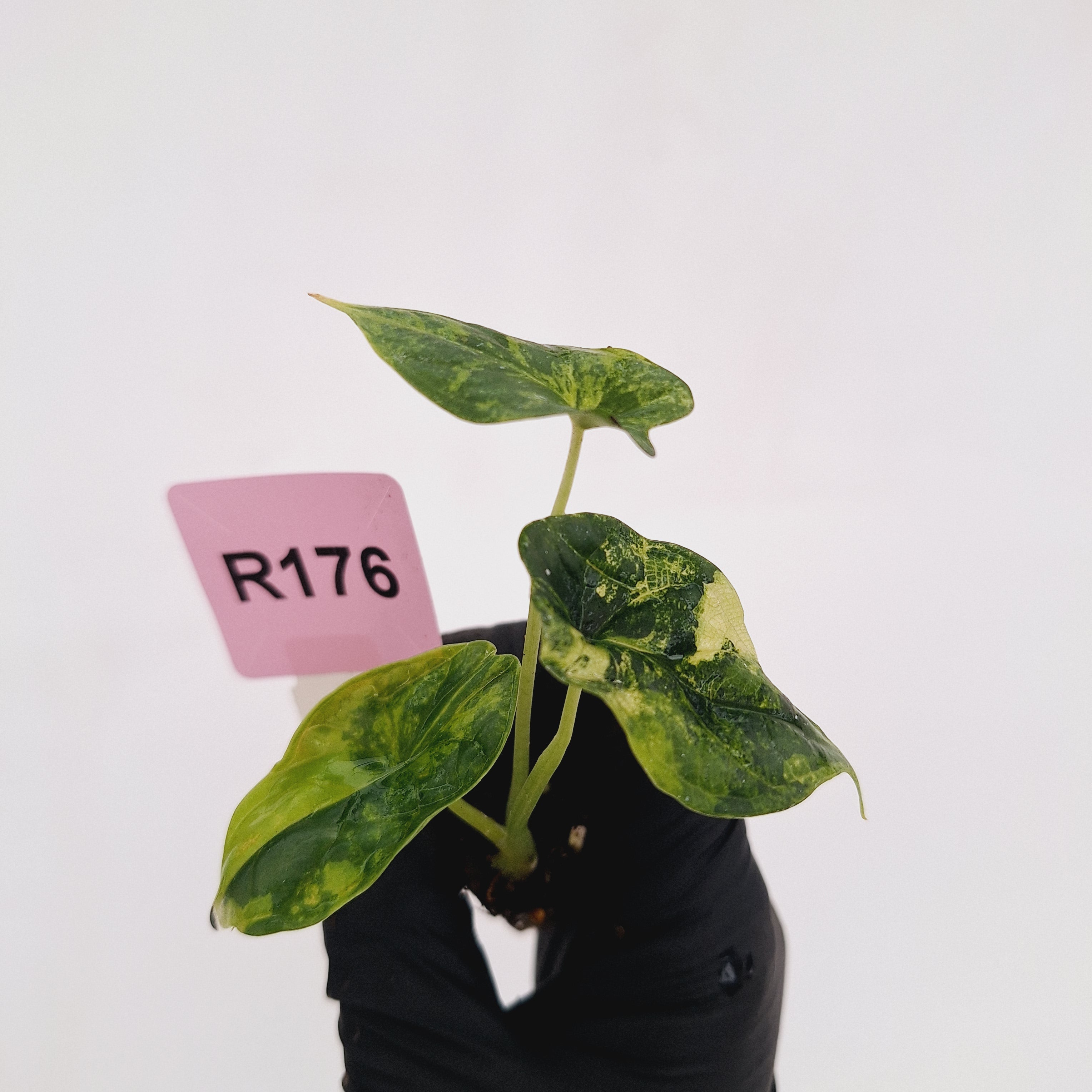 Alocasia Dragon Scale Aurea Variegata - Bare Bottom Baby
