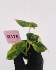 Alocasia Dragon Scale Aurea Variegata - Bare Bottom Baby