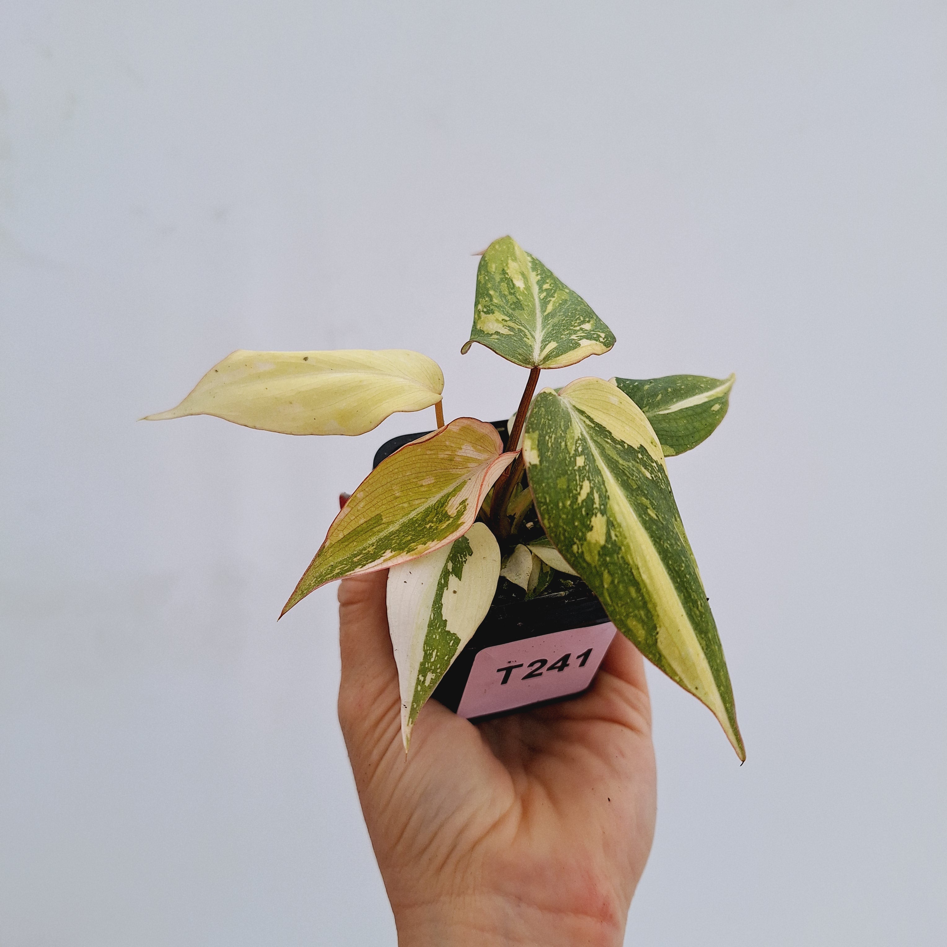 Philodendron gloriosum variegata