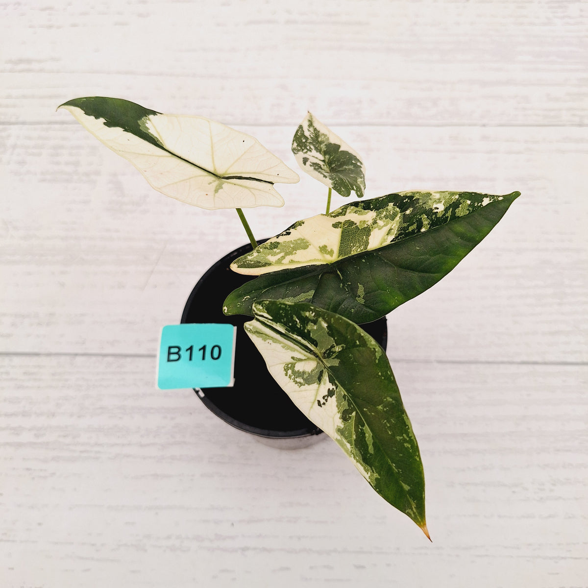 Alocasia ‘Simpo Albo’ Variegata - SALE