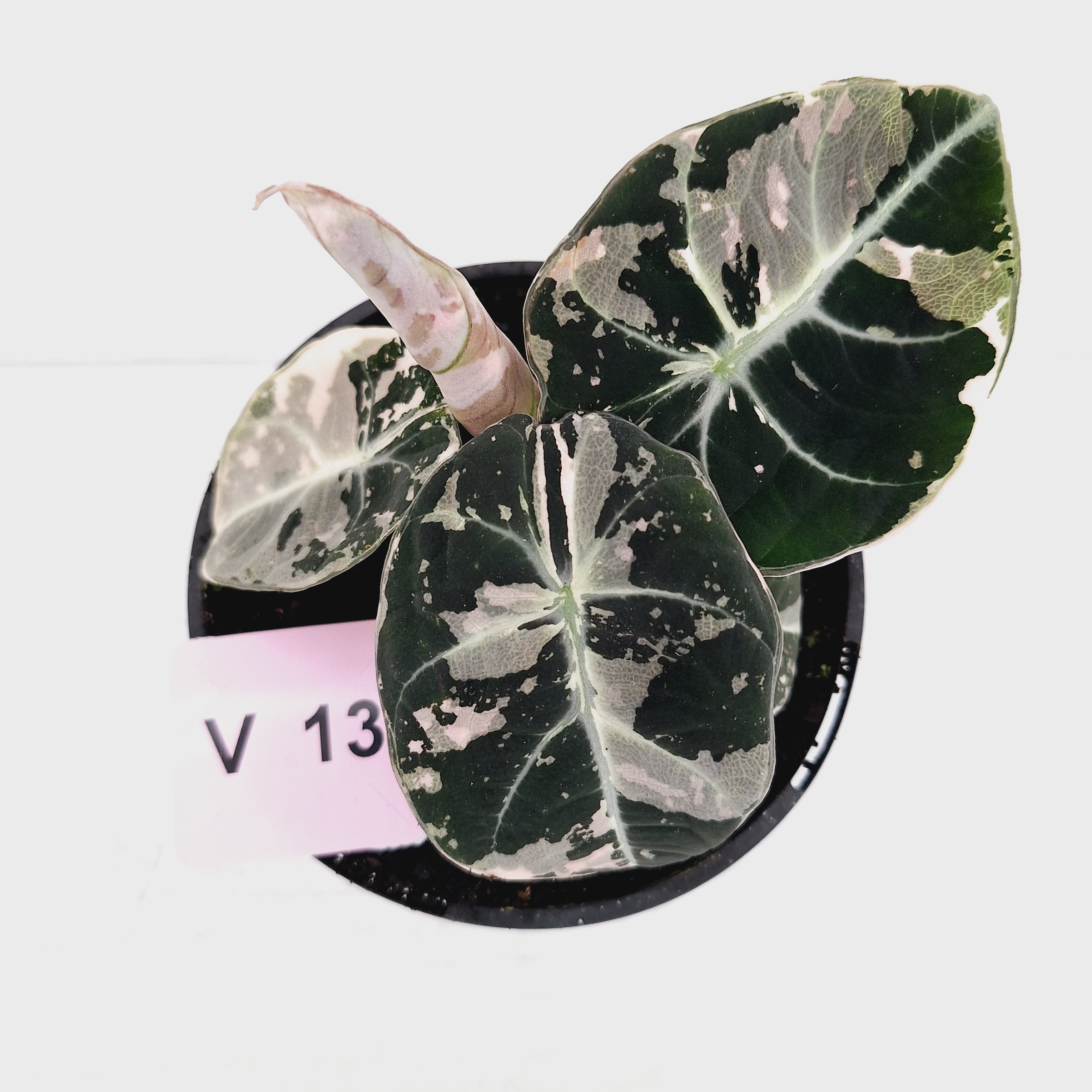 Alocasia reginula 'Black Velvet variegata'