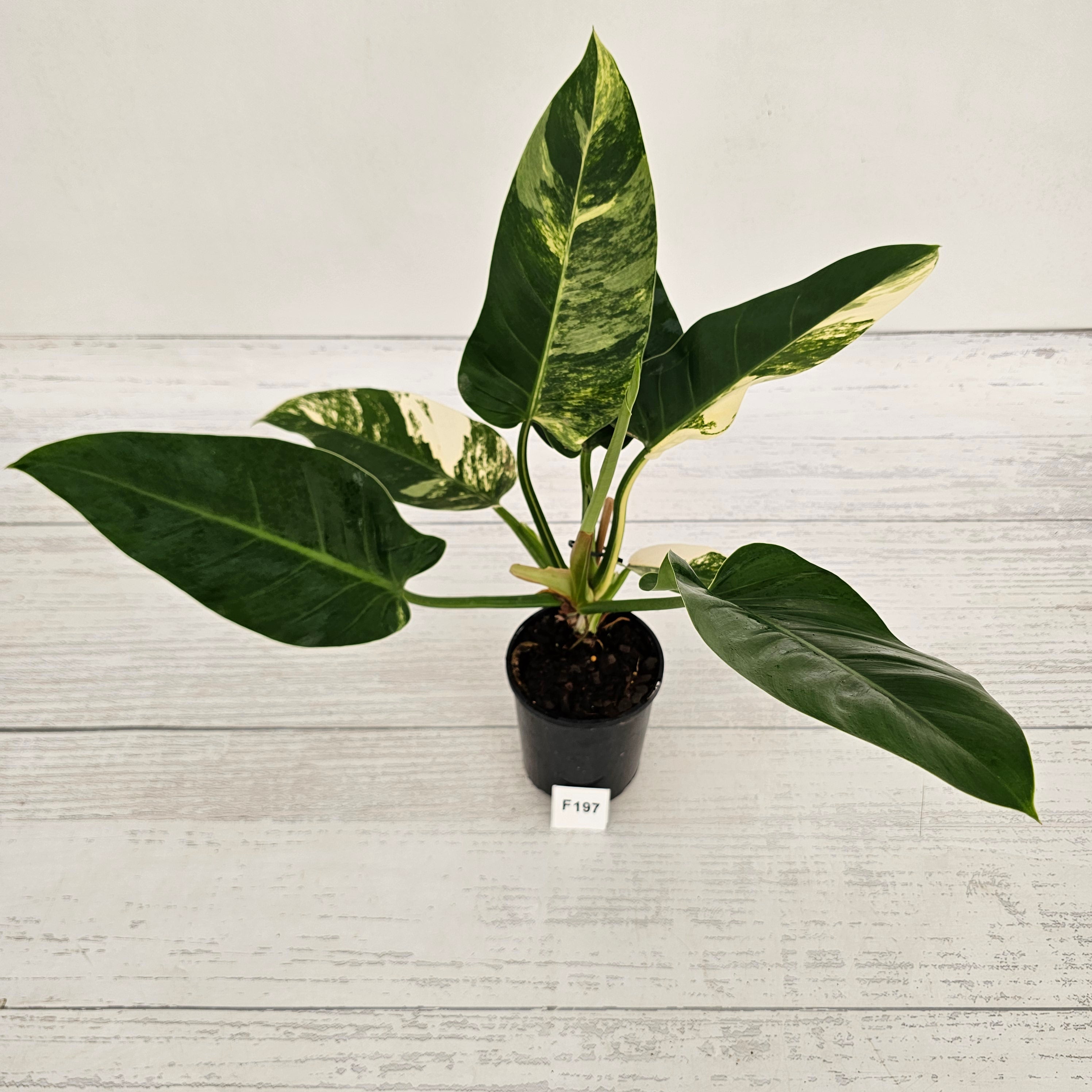 Philodendron imperial green variegata