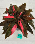 Homalomena Humilis Jungle Satin Variegata - SALE