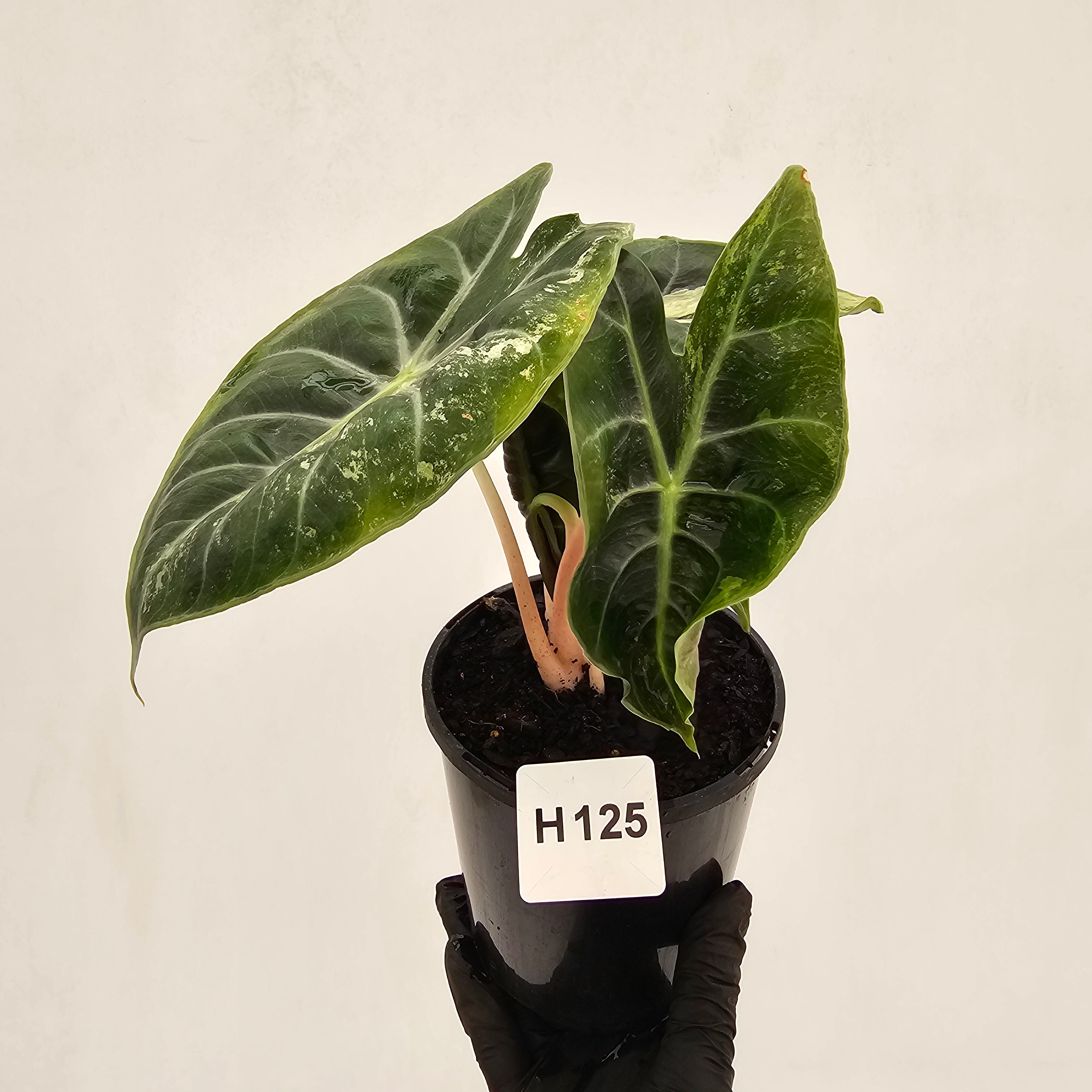 Alocasia Pink Dragon 'Variegata'