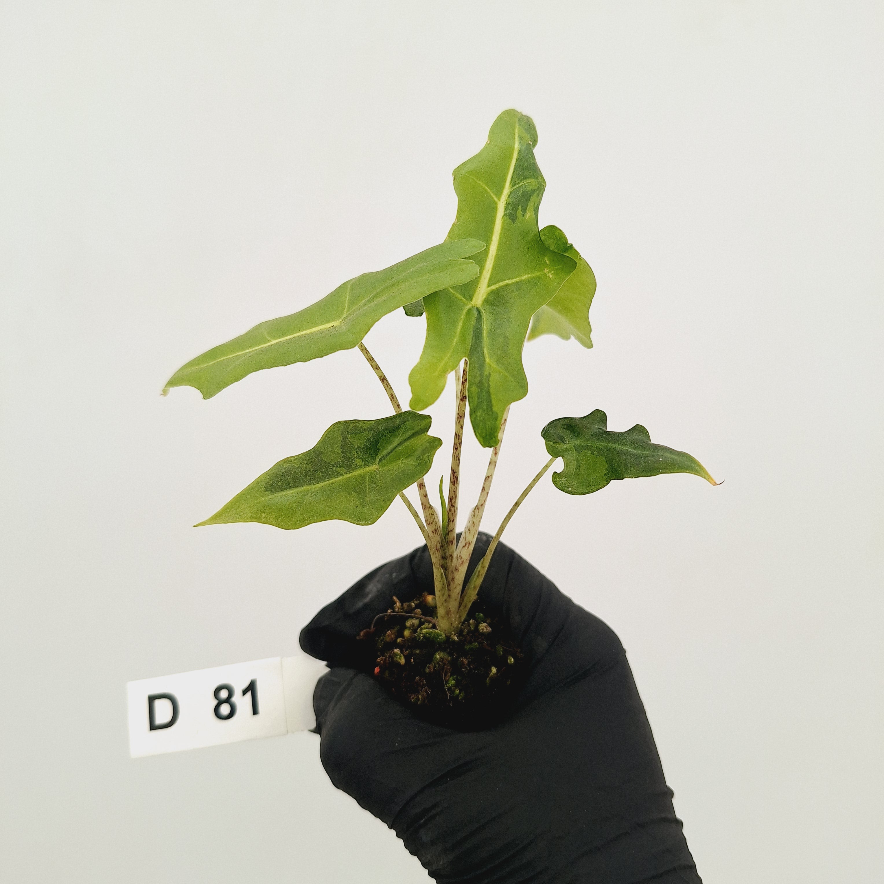 Alocasia portei Malaysian Monster Variegata - Bare Bottom Baby