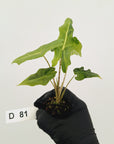 Alocasia portei Malaysian Monster Variegata - Bare Bottom Baby
