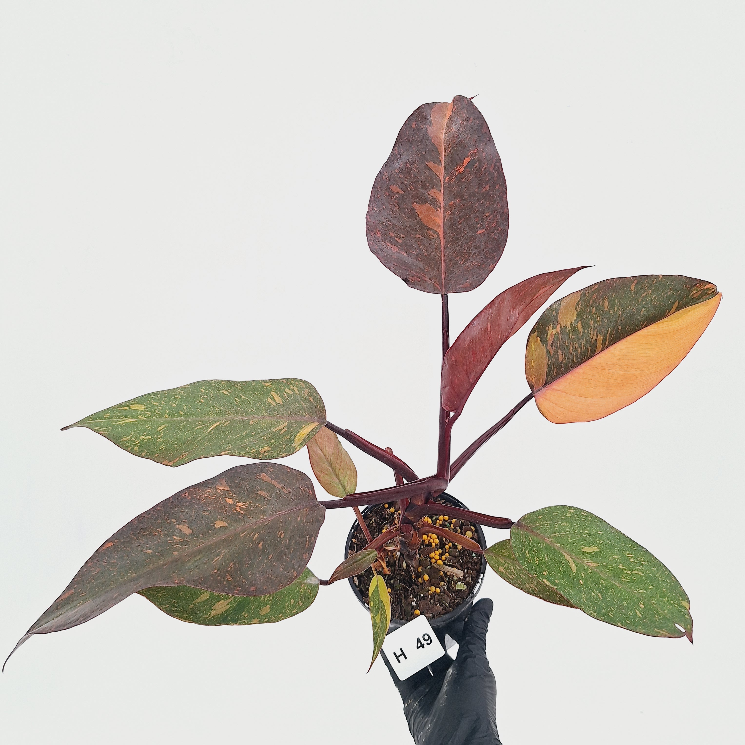 Philodendron 'Orange Princess' - FLASH SALE