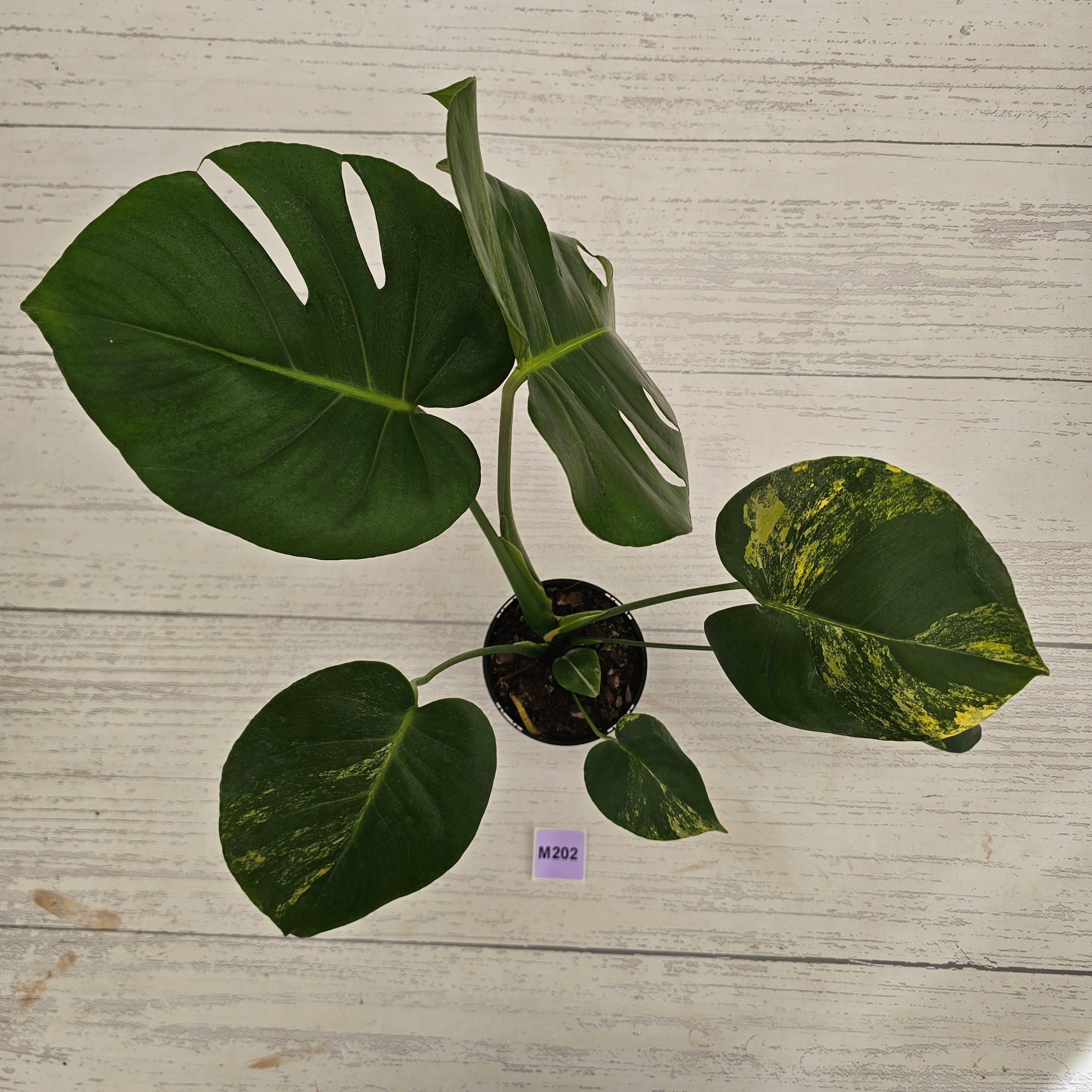Monstera deliciosa Variegata
