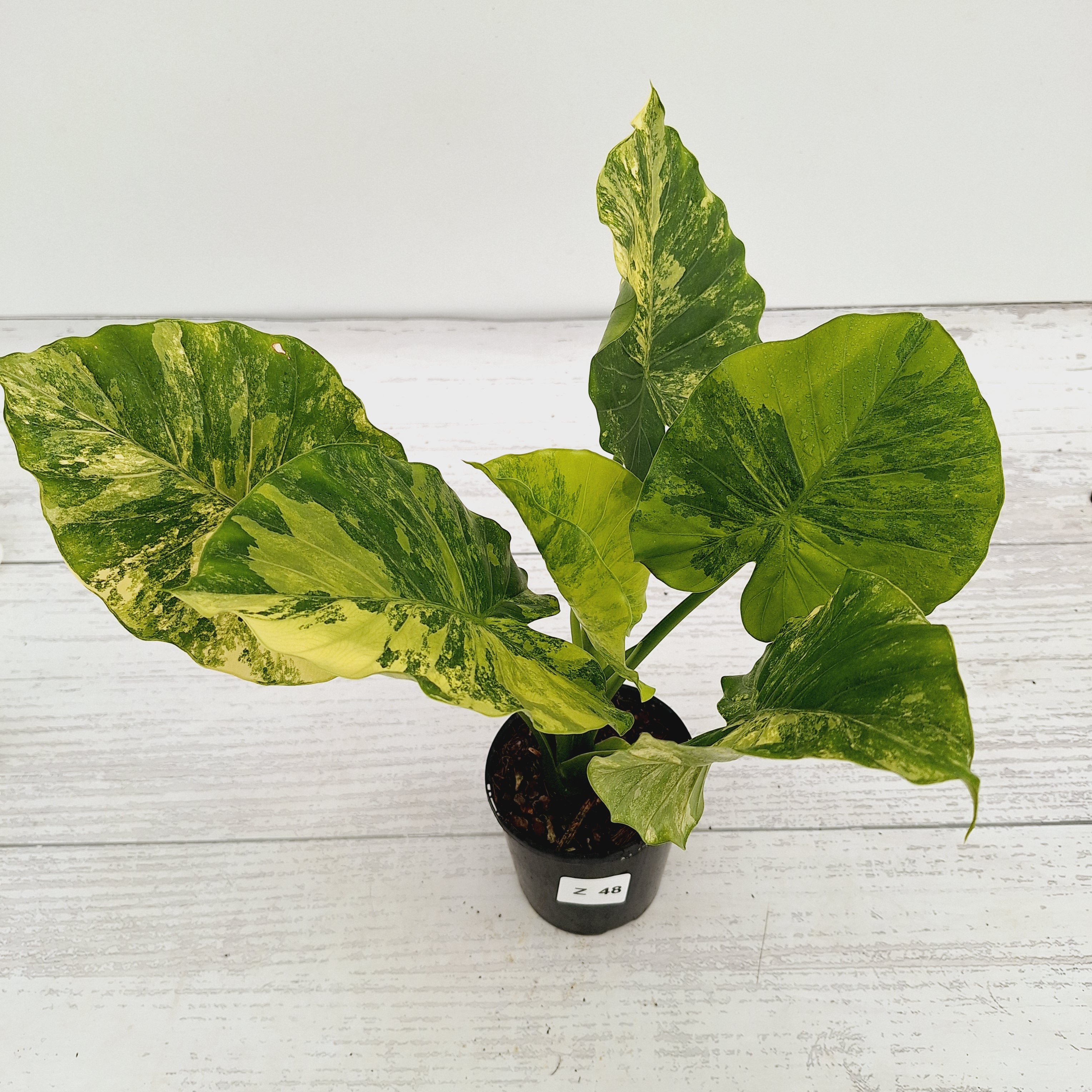 Alocasia Odora &#39;California Aurea Variegata&#39;