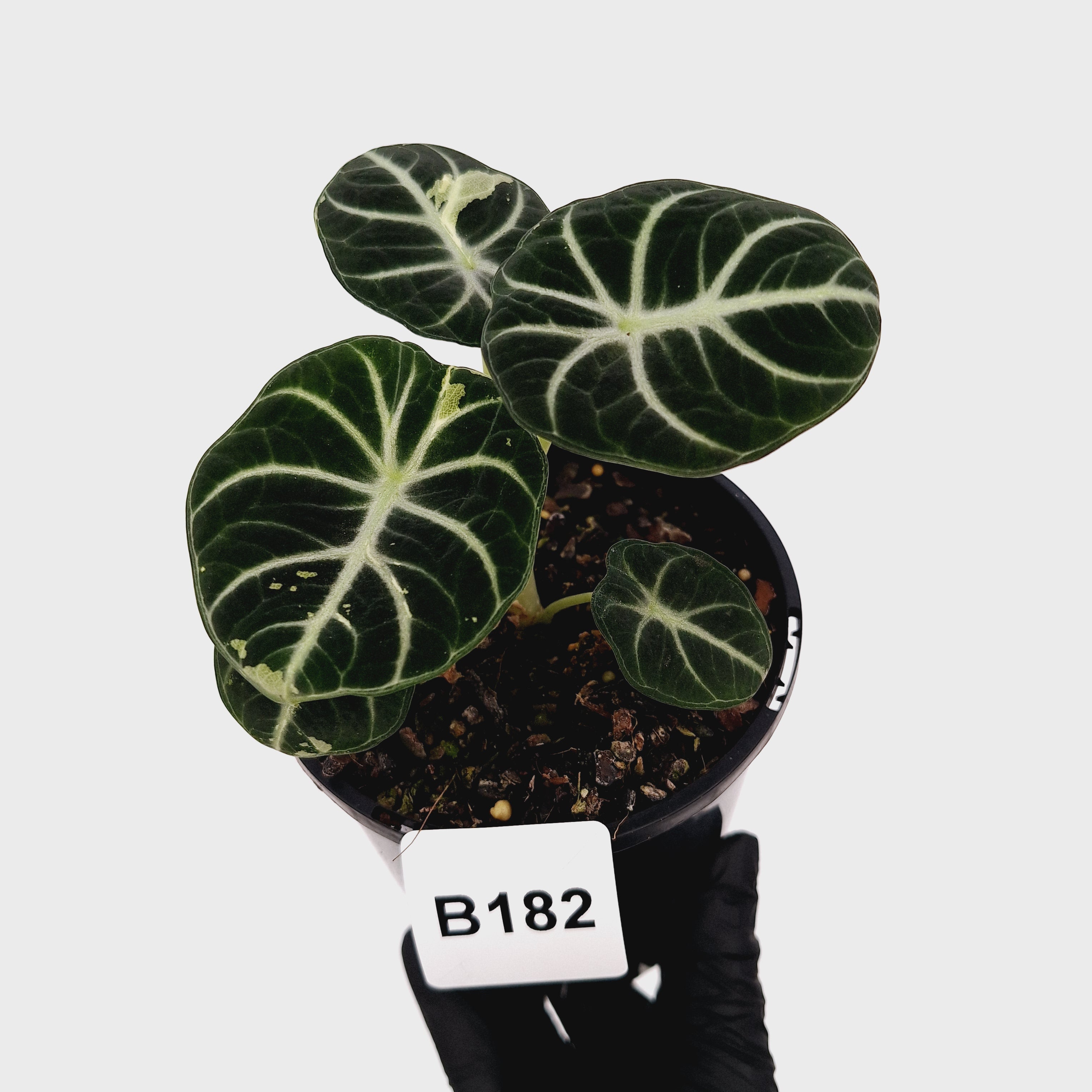 Alocasia reginula 'Ninja Variegata'