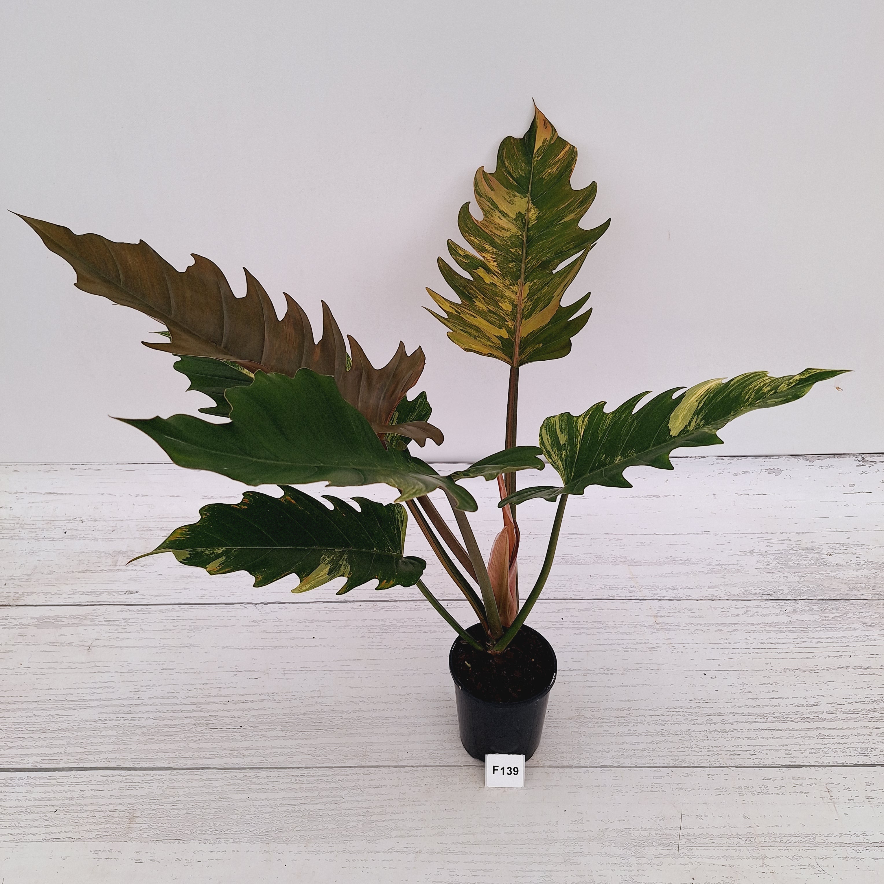 Philodendron serratum Caramel Marble