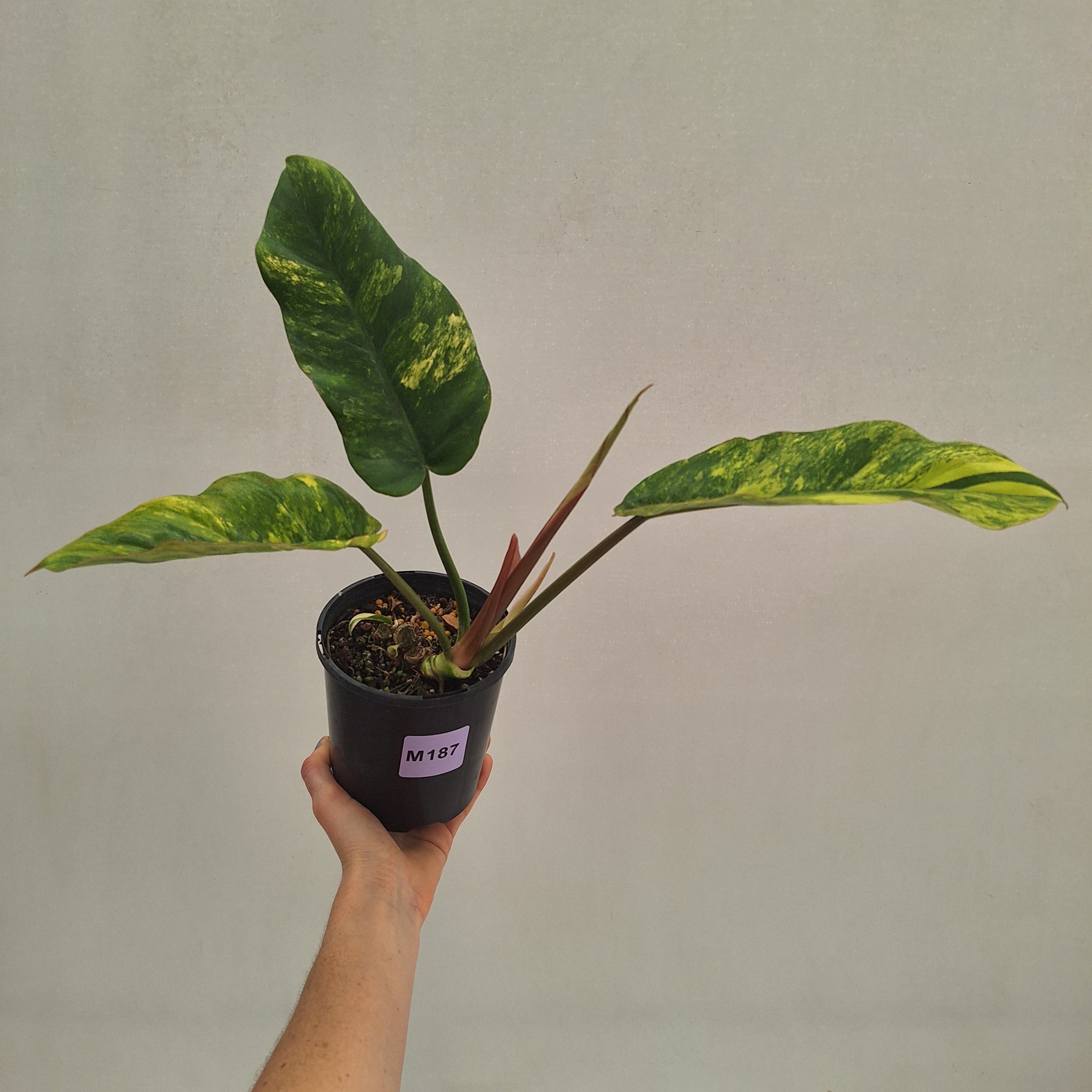 Philodendron pinnatifidum 'Jungle Fever Egg Yolk"