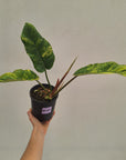 Philodendron pinnatifidum 'Jungle Fever Egg Yolk"