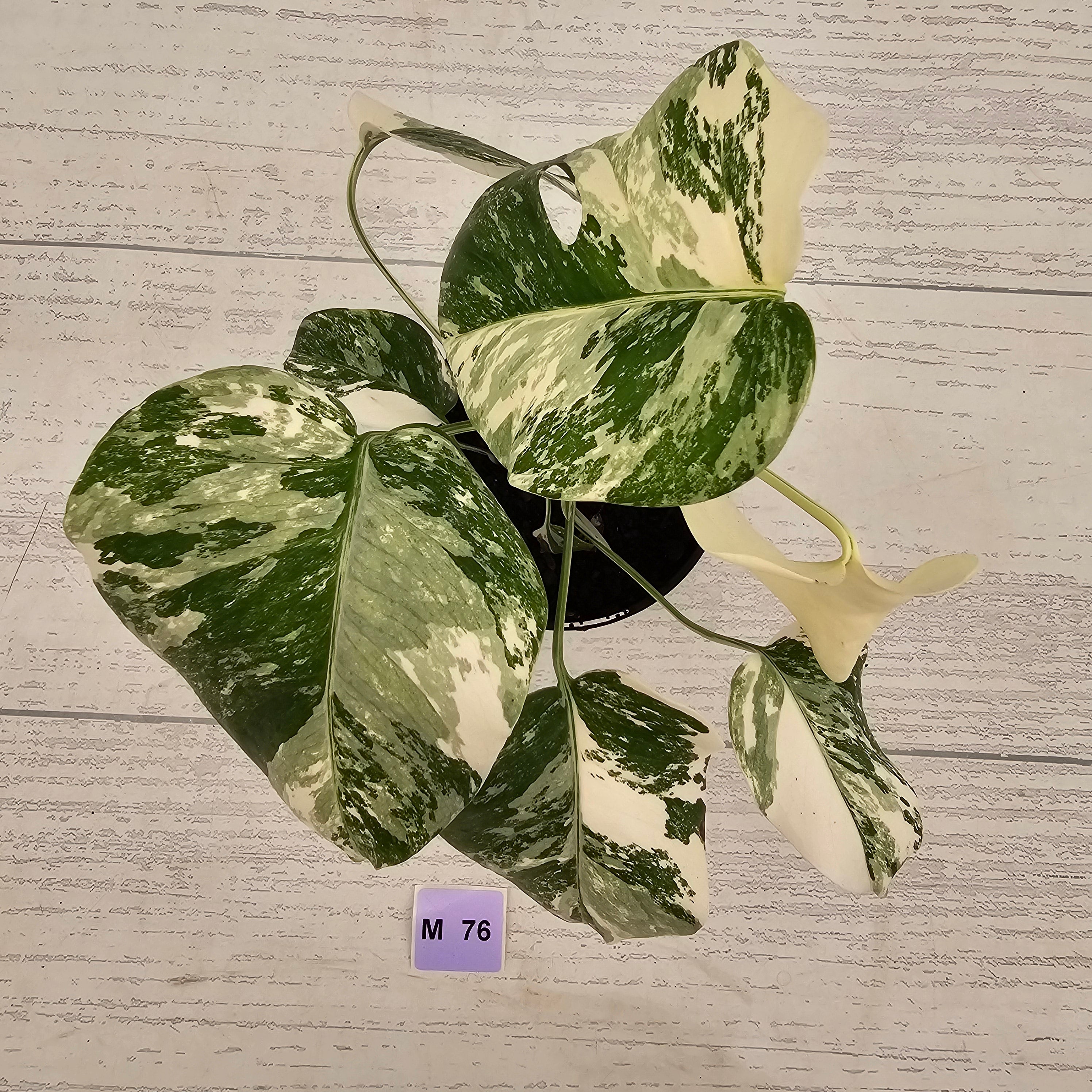 Monstera borsigiana 'Albo'