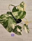 Monstera borsigiana 'Albo'