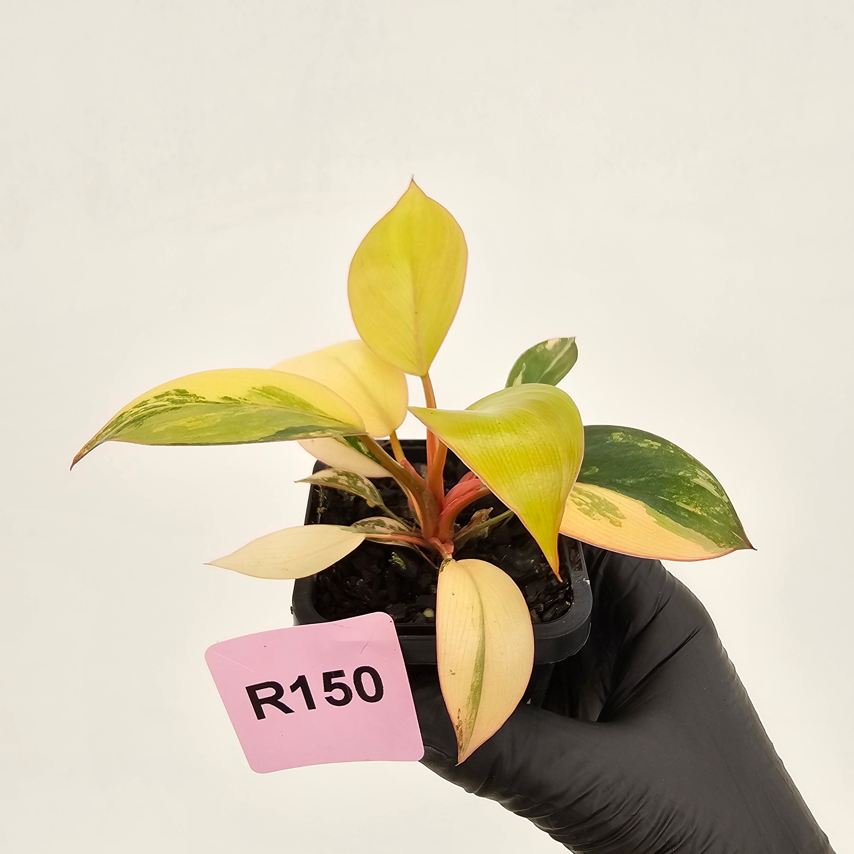 Philodendron 'Rojo Congo Variegated' 70mm