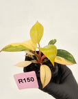 Philodendron 'Rojo Congo Variegated' 70mm