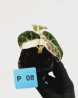 Alocasia reginula 'Black Velvet variegata'