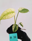 Monstera Deliciosa 'White Monster'