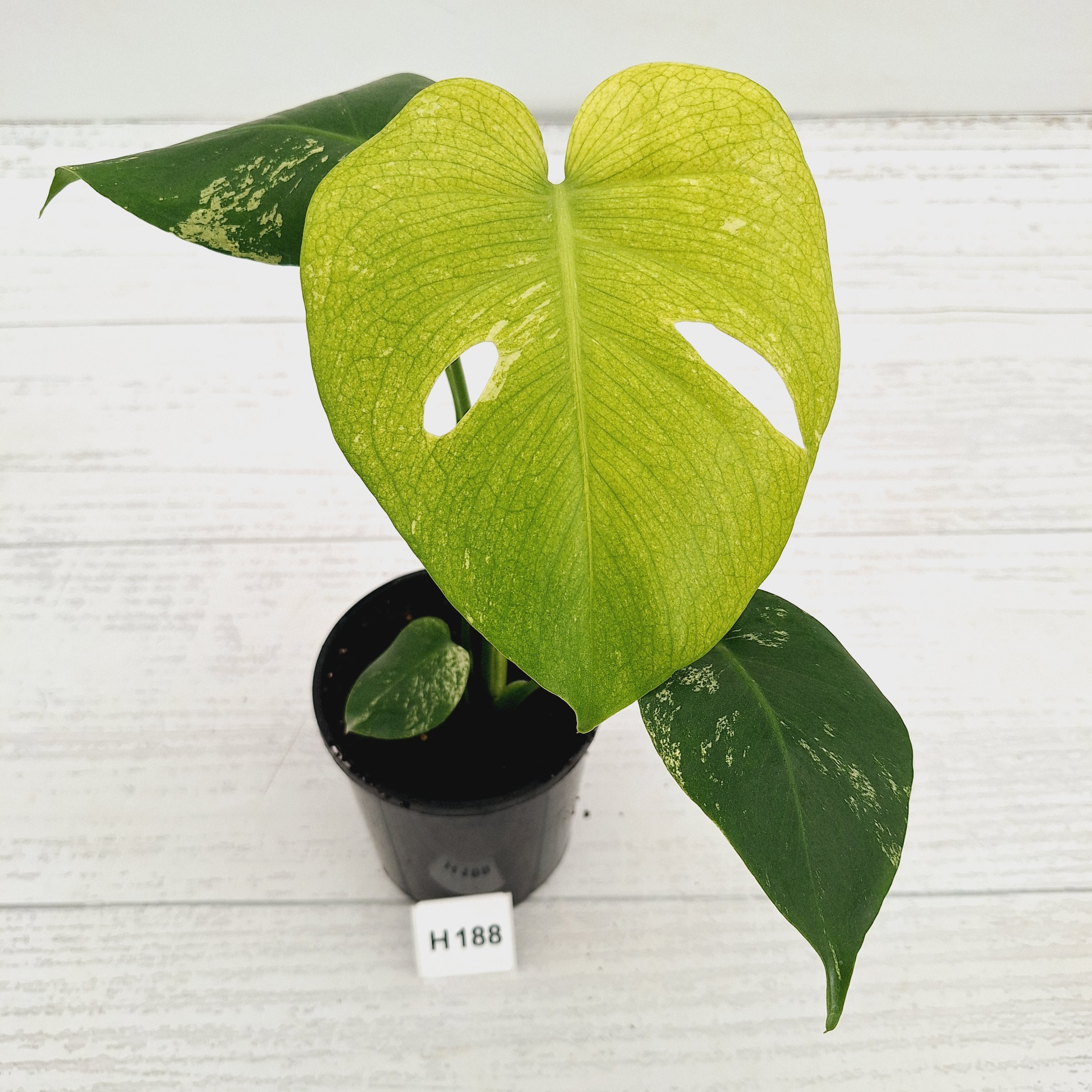 monstera deliciosa full mint Monstera Deliciosa 'Mint' – Enliven Plants