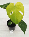 Monstera Deliciosa 'Mint'