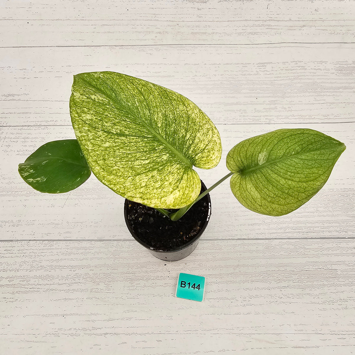 Monstera Deliciosa 'White Monster'