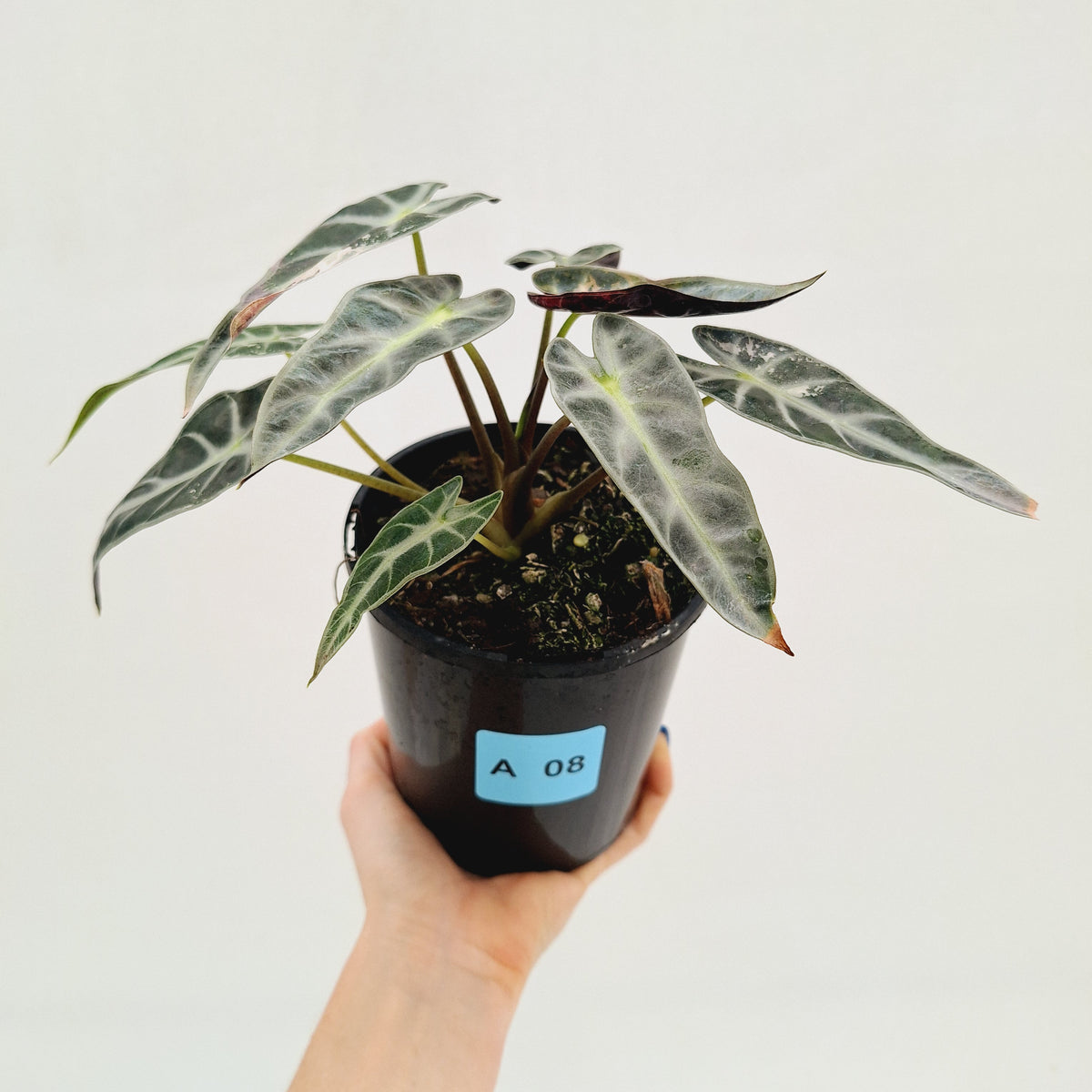 Alocasia Amazonica bambino Variegata