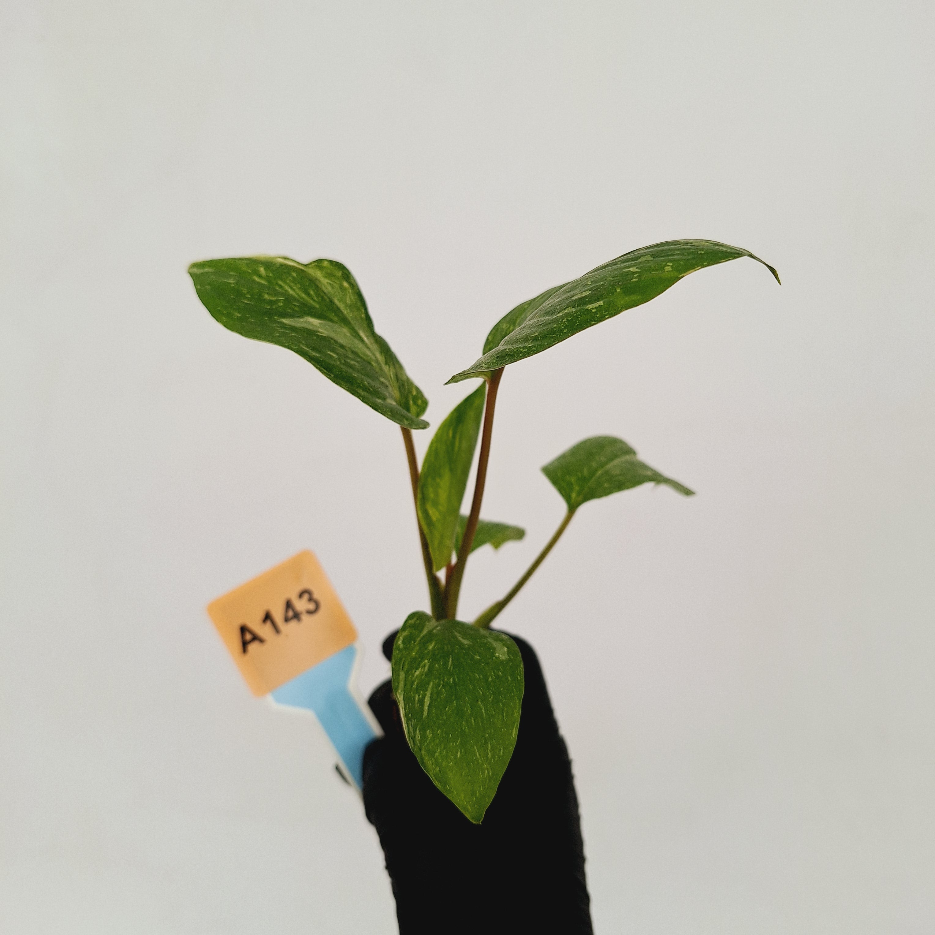 Homalomena rubescens Variegata &#39; White Spots&#39; - Bare Bottom Baby