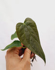 Anthurium Queen of Hearts - Bare Bottom Baby