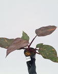 Philodendron 'Orange Princess' - FLASH SALE
