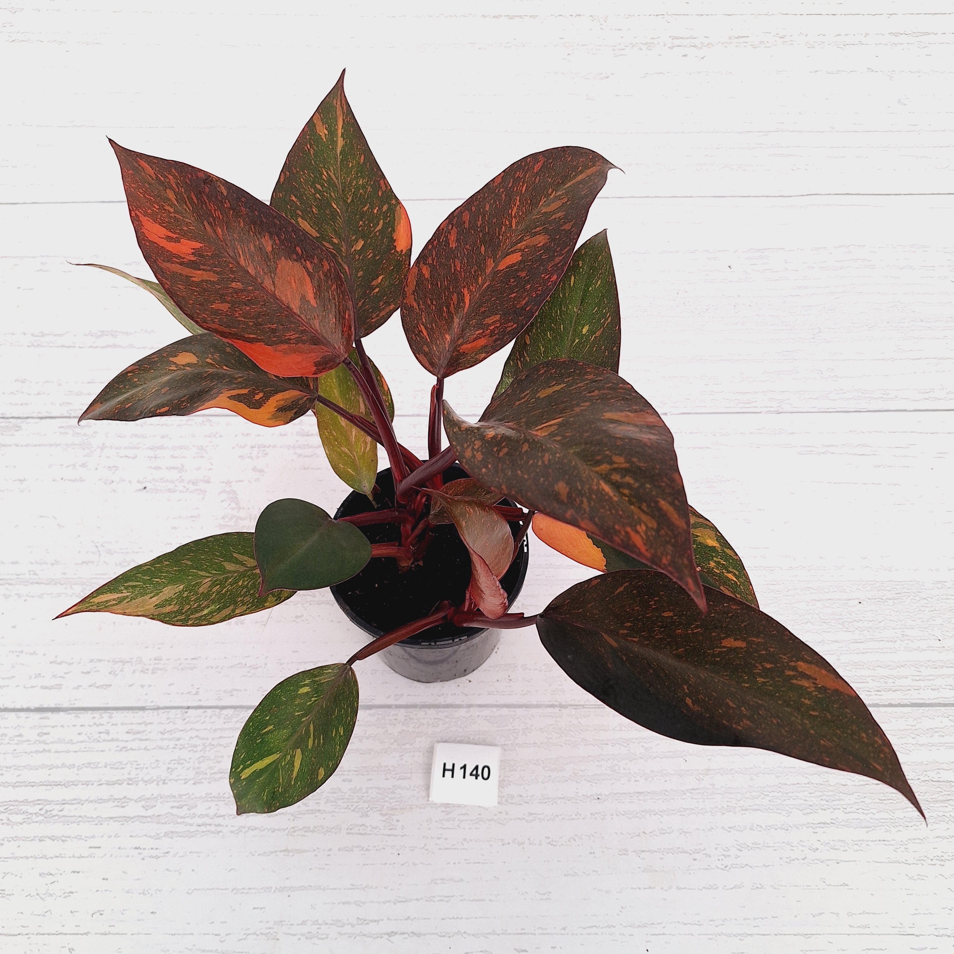 Philodendron 'Orange Princess'