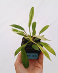 Philodendron joepii Variegata