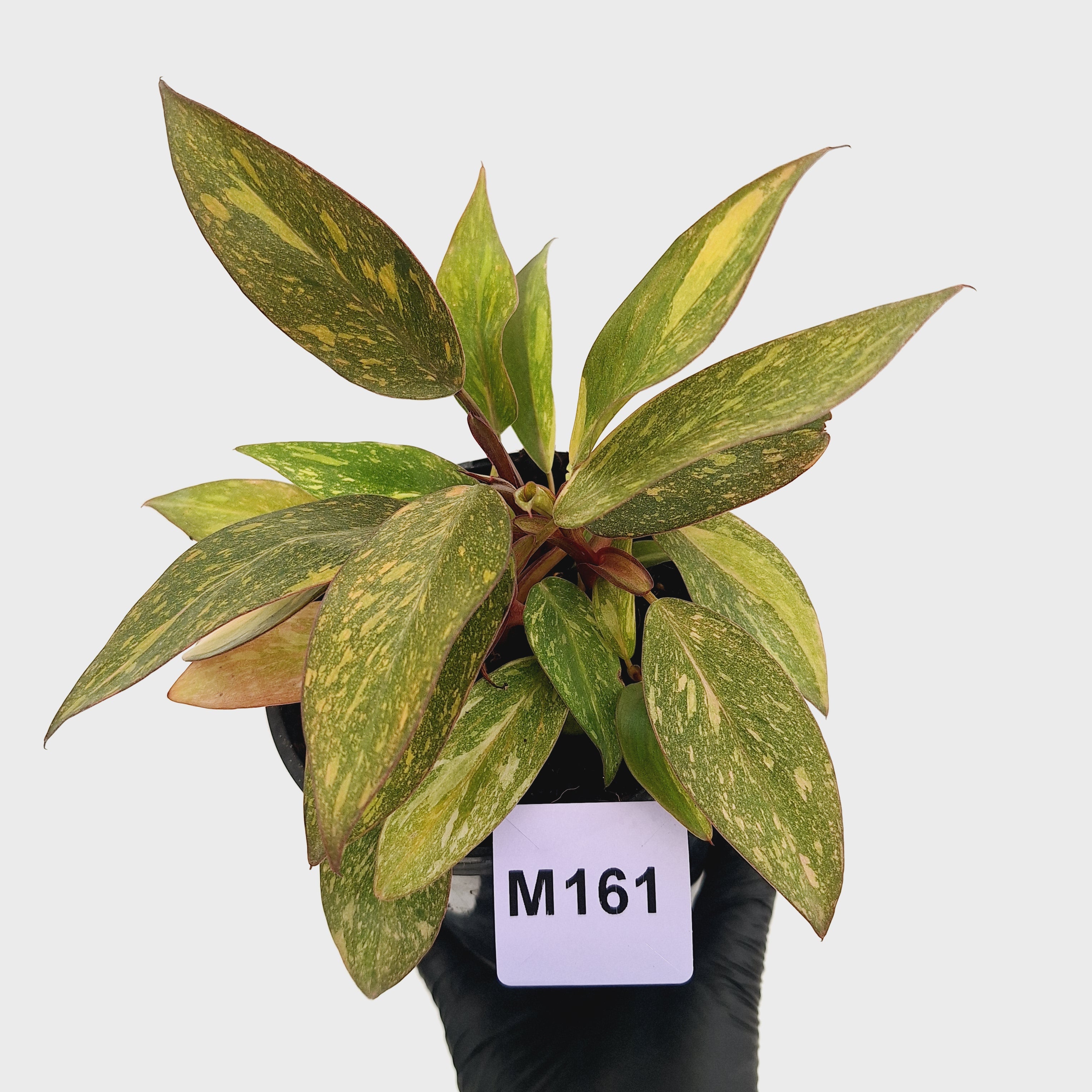 Philodendron 'Orange Princess' 70mm