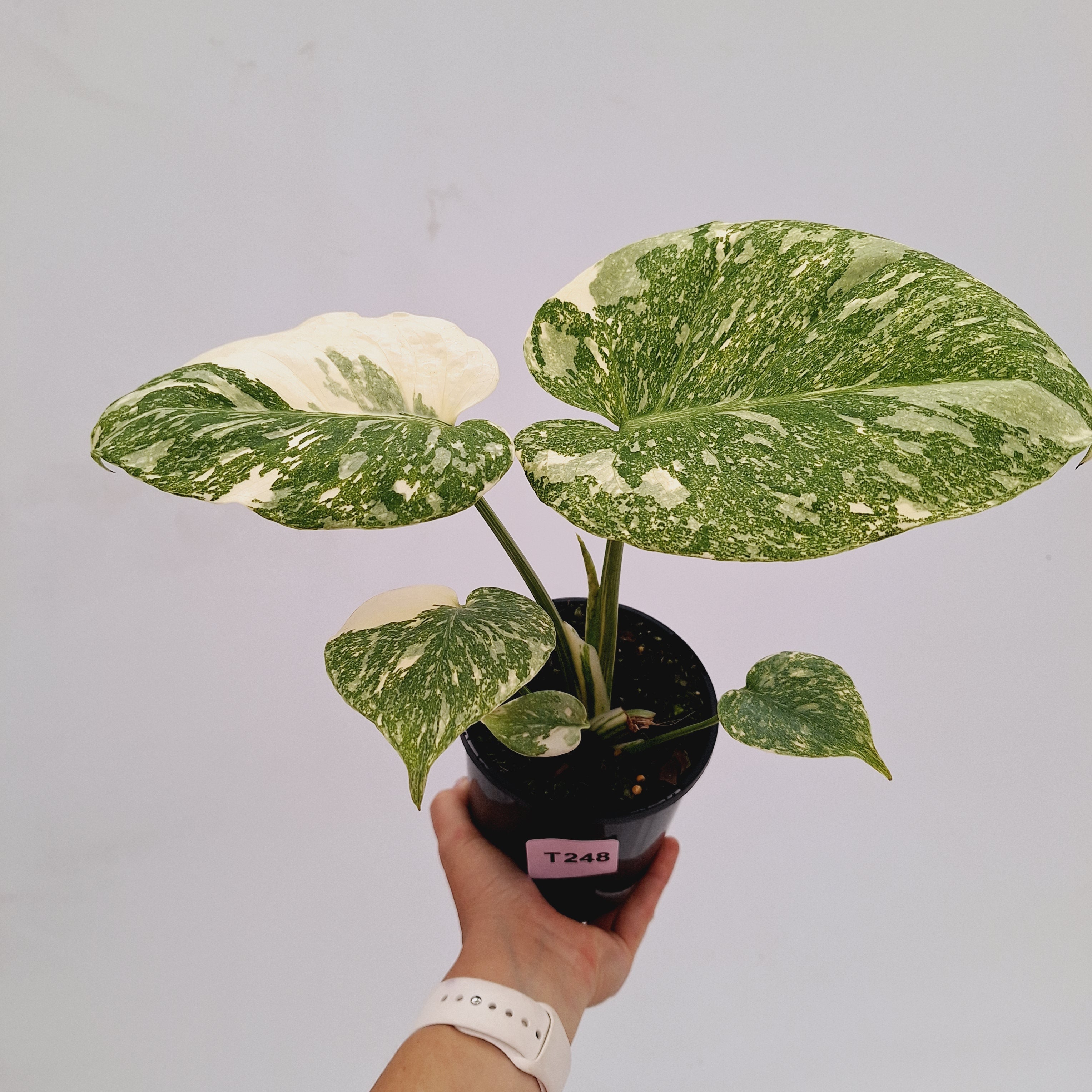 Monstera deliciosa Thai Constellation Sports