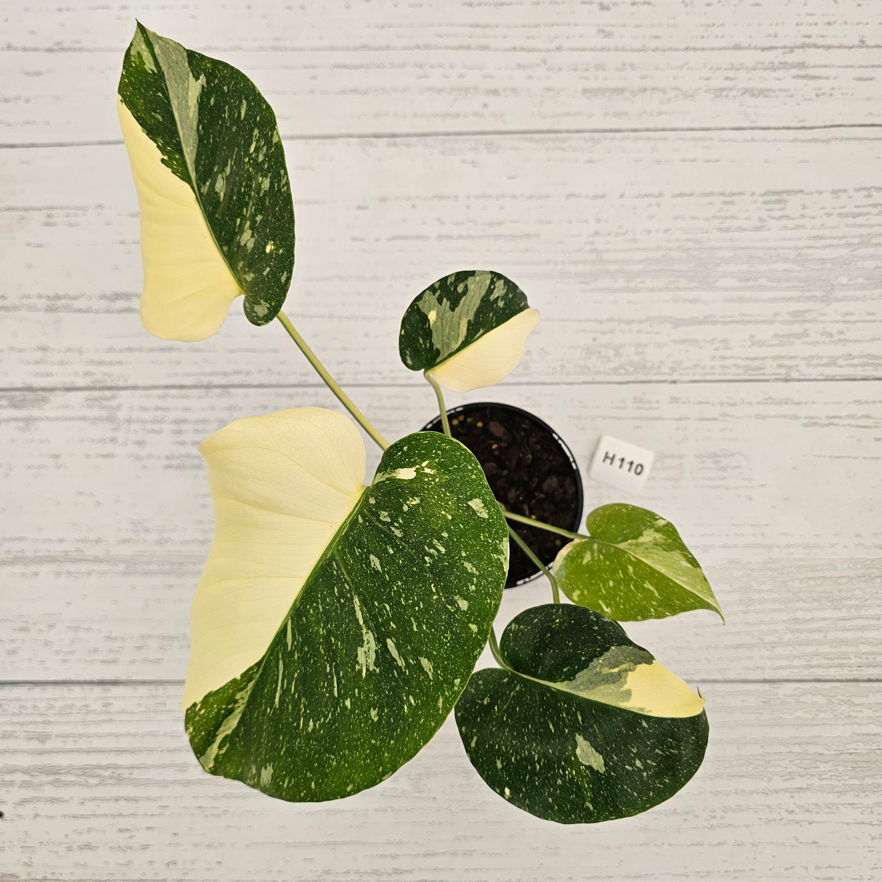 Monstera deliciosa Thai Constellation