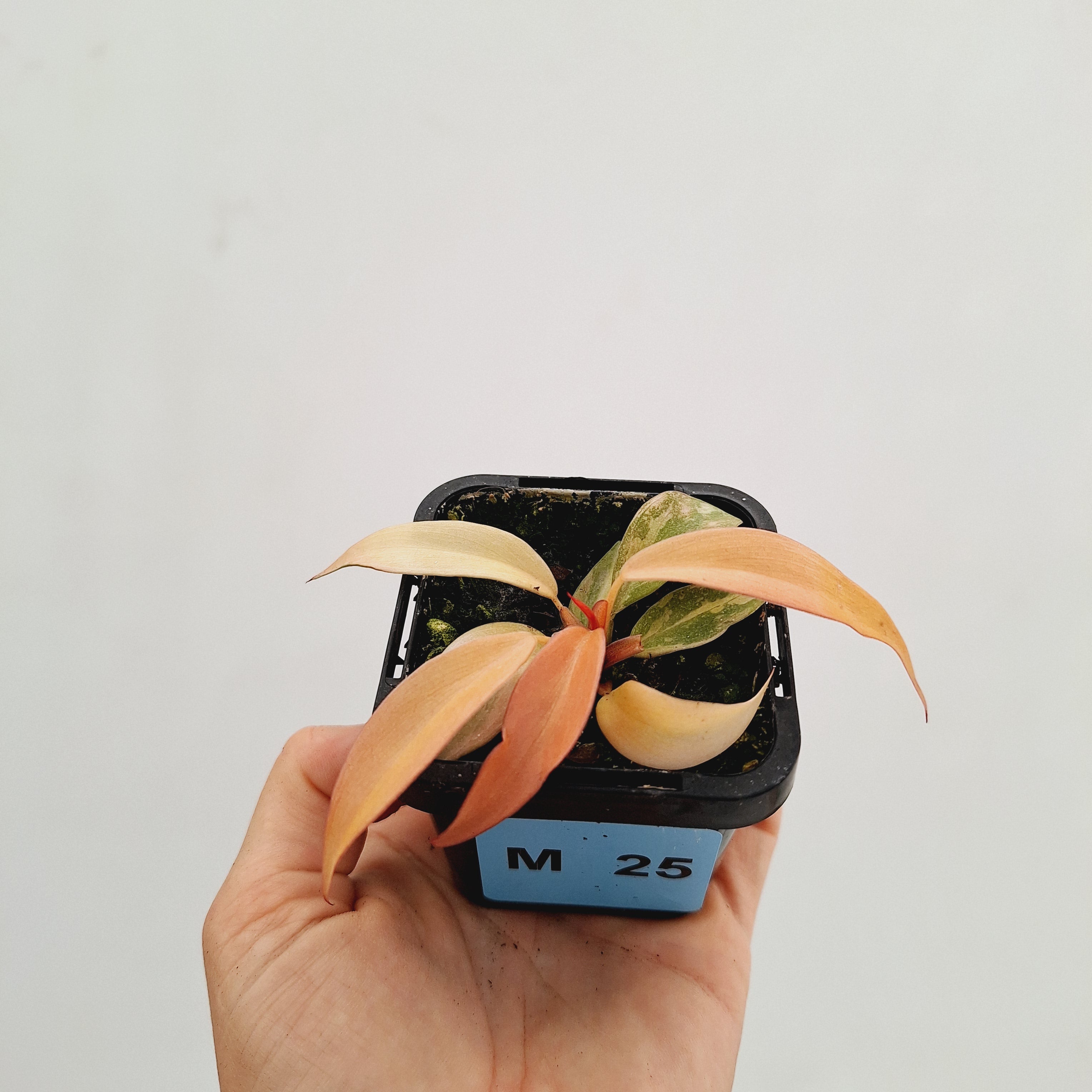 Philodendron &#39;Orange Princess&#39;