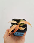 Philodendron 'Orange Princess'