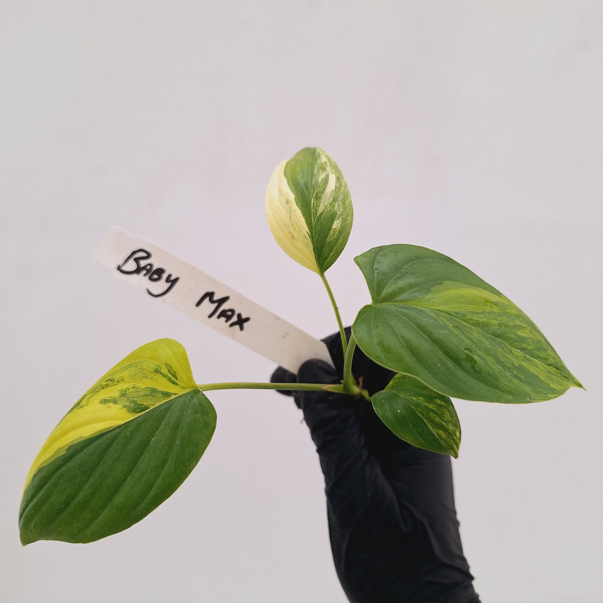 Homalomena rubescens Variegata - Bare Bottom Baby
