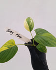 Homalomena rubescens Variegata - Bare Bottom Baby