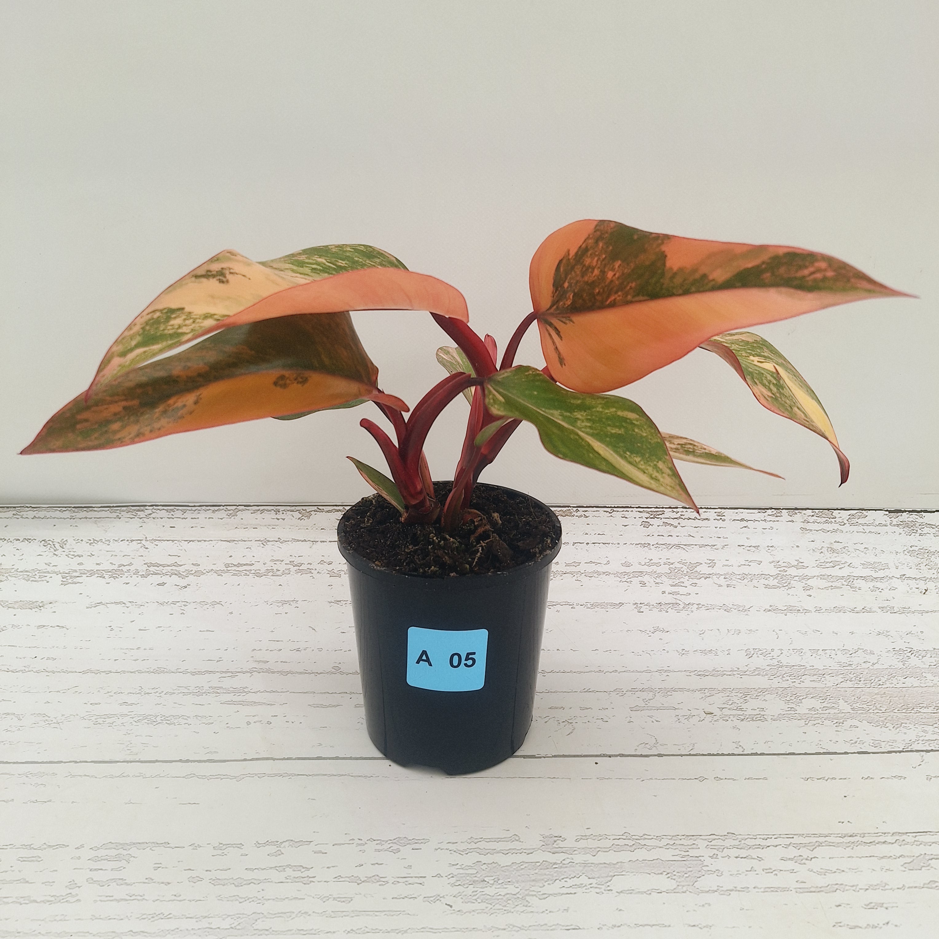 Philodendron erubescens Strawberry Shake - SALE