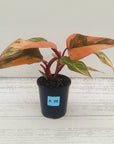 Philodendron erubescens Strawberry Shake - SALE