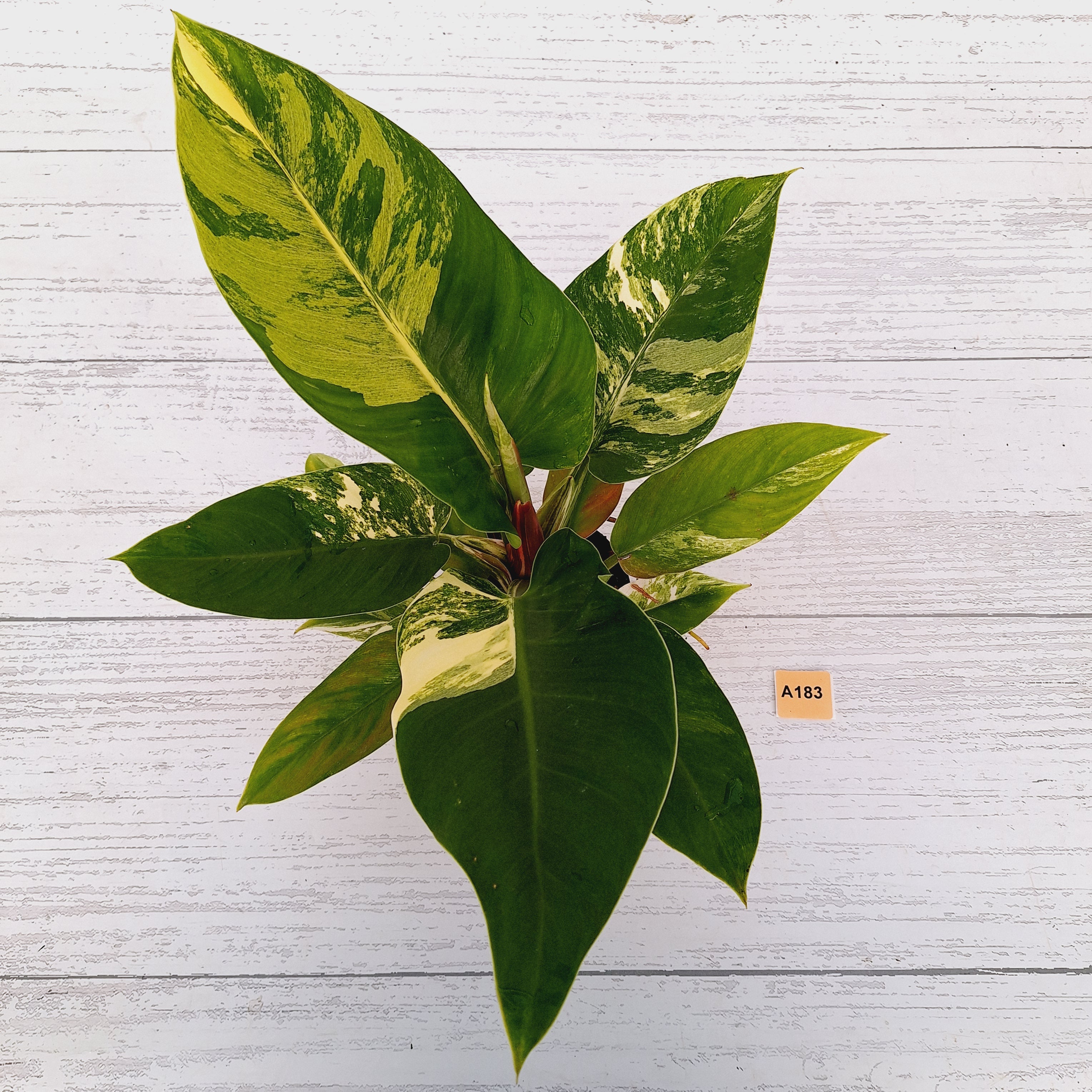 Philodendron imperial green variegata