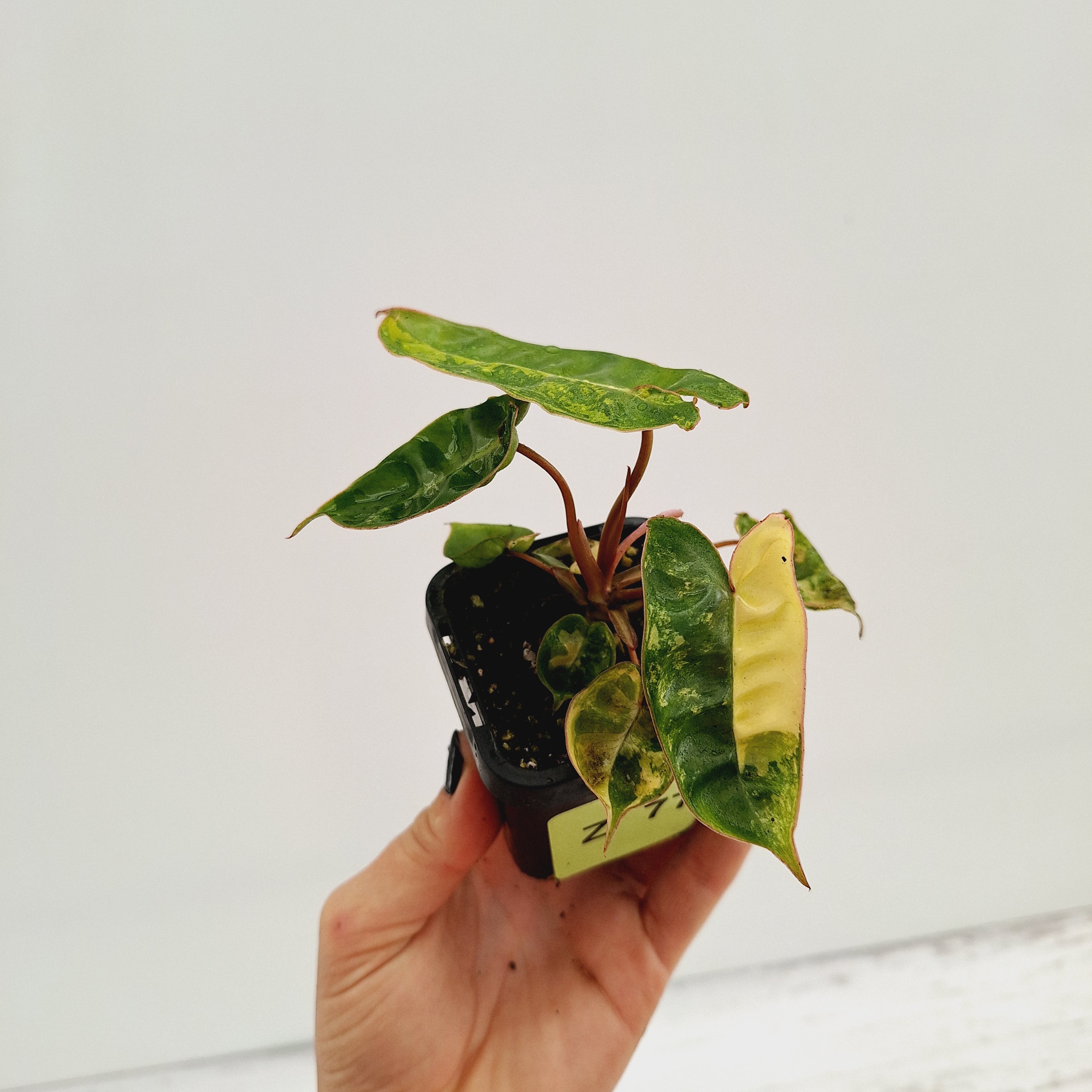 Philodendron billietiae Variegata