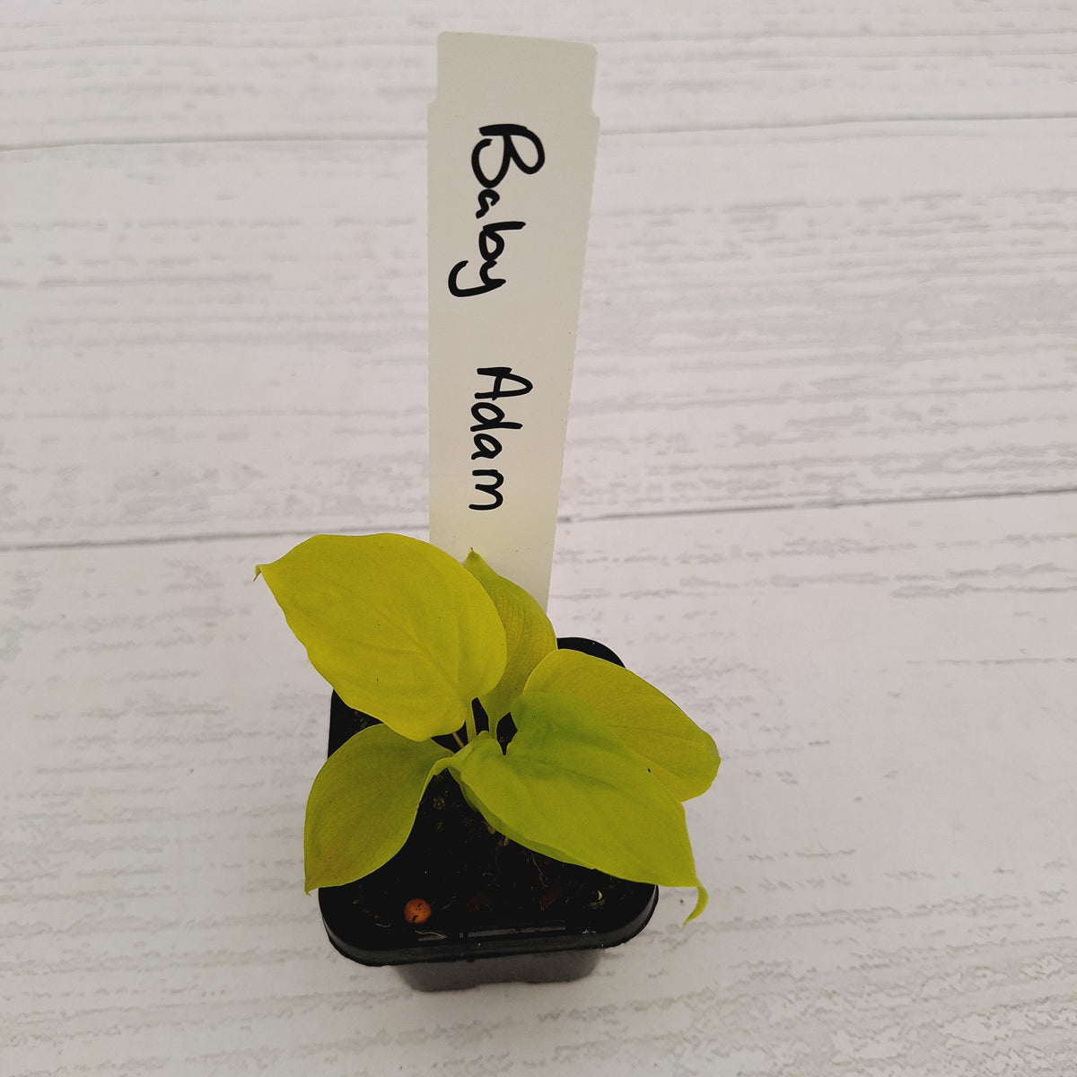 Homalomena rubescens Golden Hibiscus’ SALE